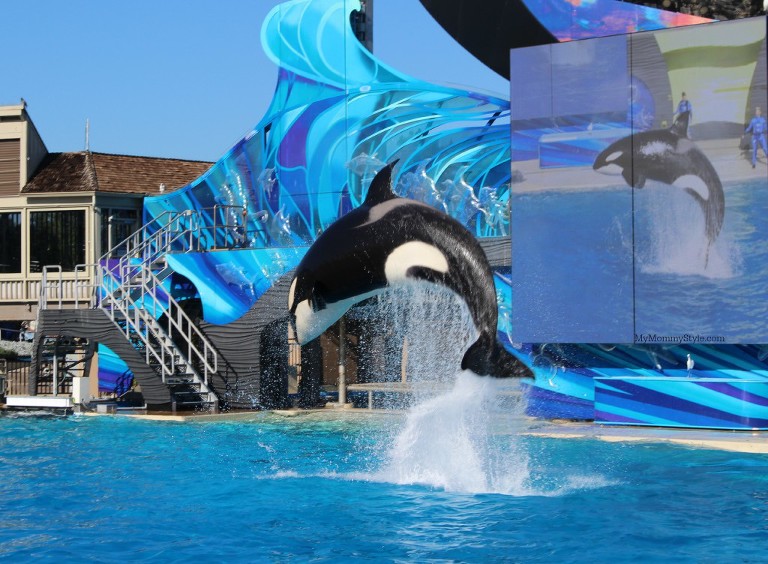Killer Whale Jump, Killer Whale Sea World, Sea World, Things to do at Sea World, Activities, California, family time