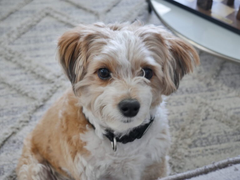 choosing the right puppy for your family